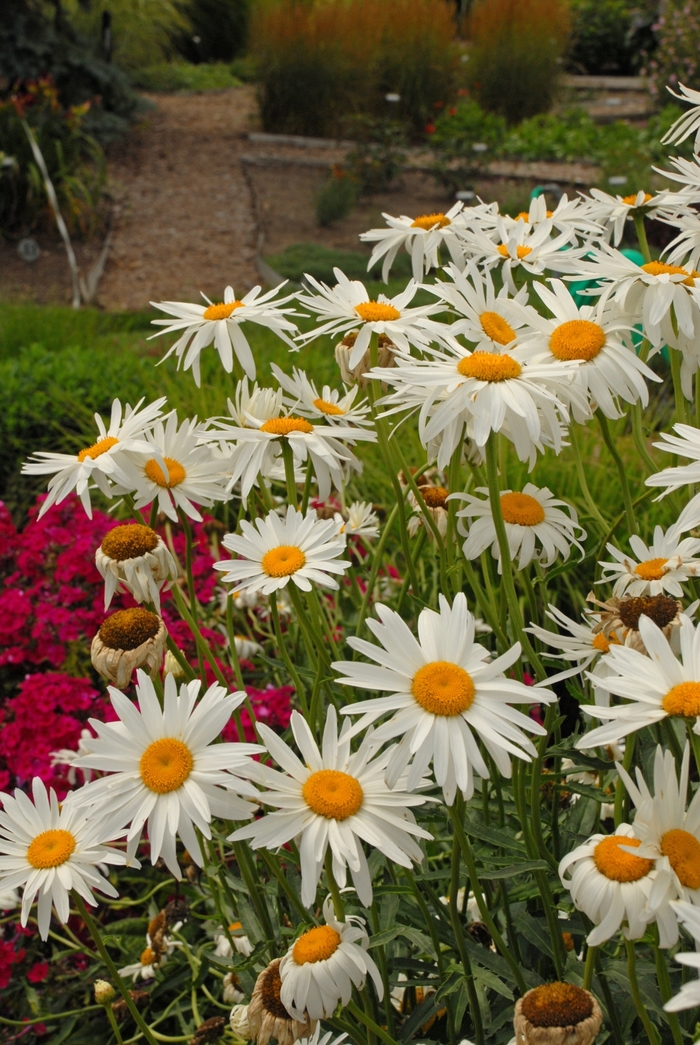 'Alaska' Shasta daisy - Leucanthemum x superbum 'Alaska' Shasta daisy - Leucanthemum x superbum