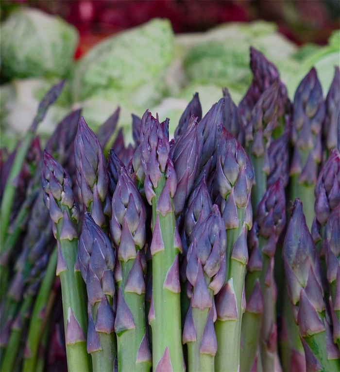 Martha Washington Asparagus - Asparagus Martha Washington Asparagus - Asparagus