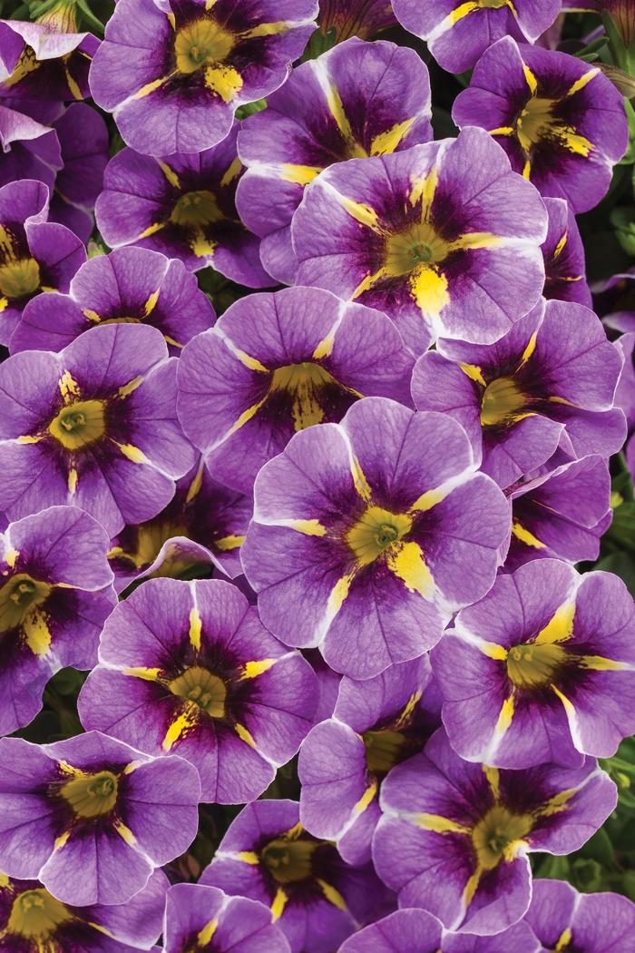 Superbells® Evening Star™ - Calibrachoa hybrid Superbells® Evening Star™ - Calibrachoa hybrid