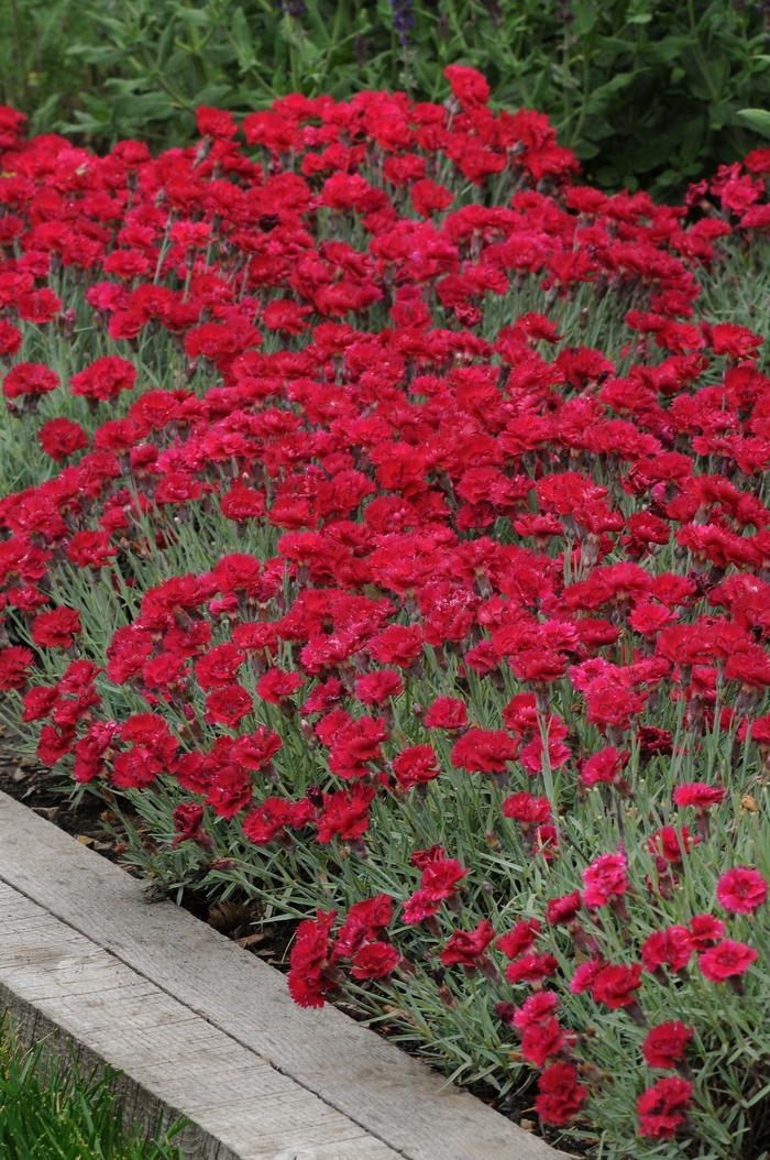 Dianthus 'Red Beauty' - Dianthus 