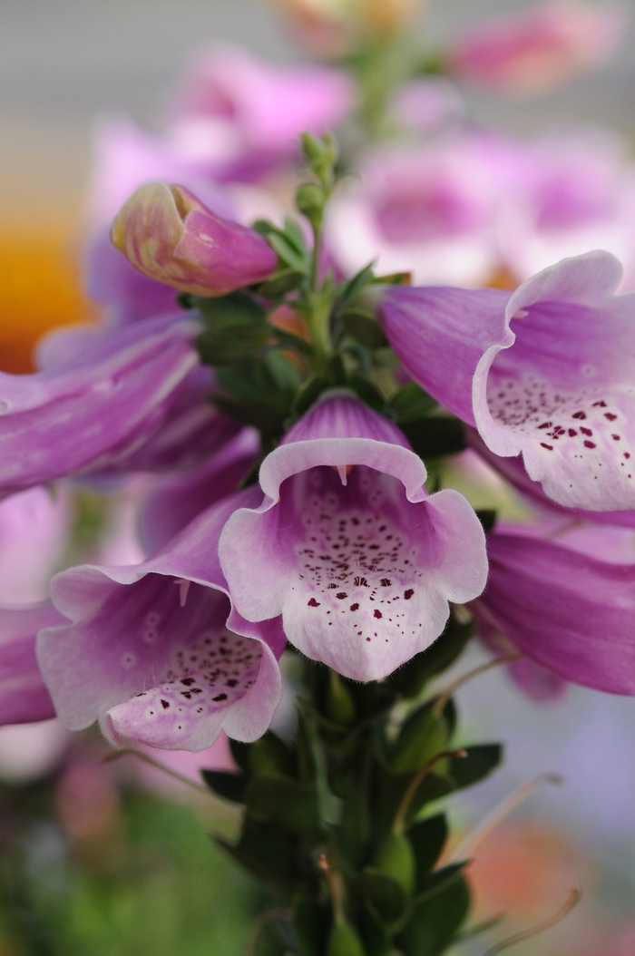 Dalmatian 'Rose' - Digitalis purpurea (Foxglove)