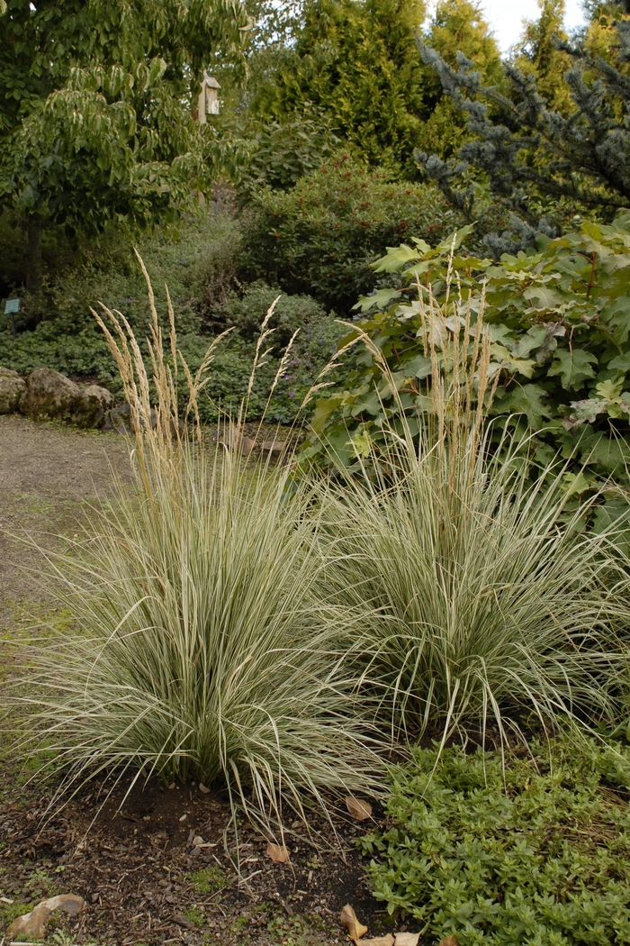 Variegated Feather Reed Grass - Calamagrostis acutiflora 'Overdam'