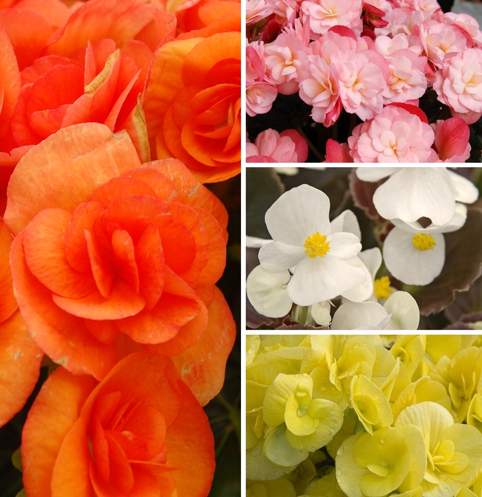 Assorted Begonia - Begonia 