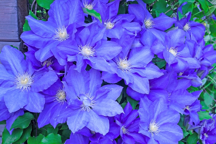 'H.F. Young' - Clematis 