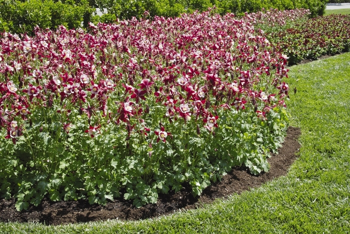 Swan 'Red & White' - Aquilegia (Columbine) Swan 'Red & White' - Aquilegia (Columbine)