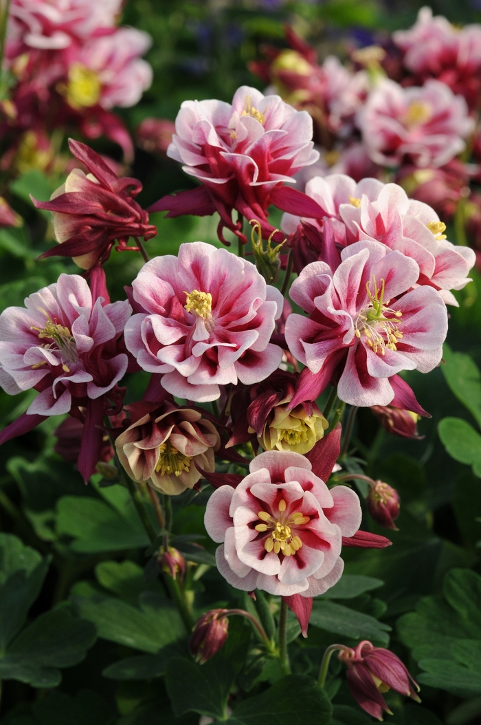 Columbine - Aquilegia vulgaris 'Winky Double Red & White' Columbine - Aquilegia vulgaris 'Winky Double Red & White'