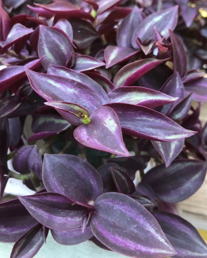 Wandering Jew - Tradescantia zebrinus 'Purple'