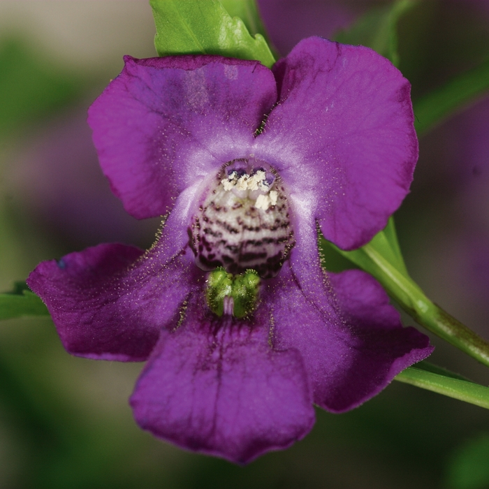 Carita™ Angelonia - Angelonia angustifolia 'Carita Purple' Carita™ Angelonia - Angelonia angustifolia 'Carita Purple'