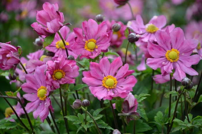 'Curtain Call Deep Rose' Japanese Anemone - Anemone 'Curtain Call Deep Rose' Japanese Anemone - Anemone
