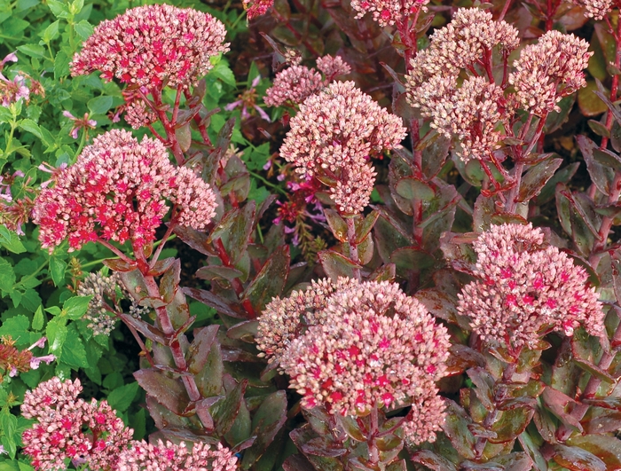 'Thunderhead' Stonecrop - Sedum 'Thunderhead' Stonecrop - Sedum