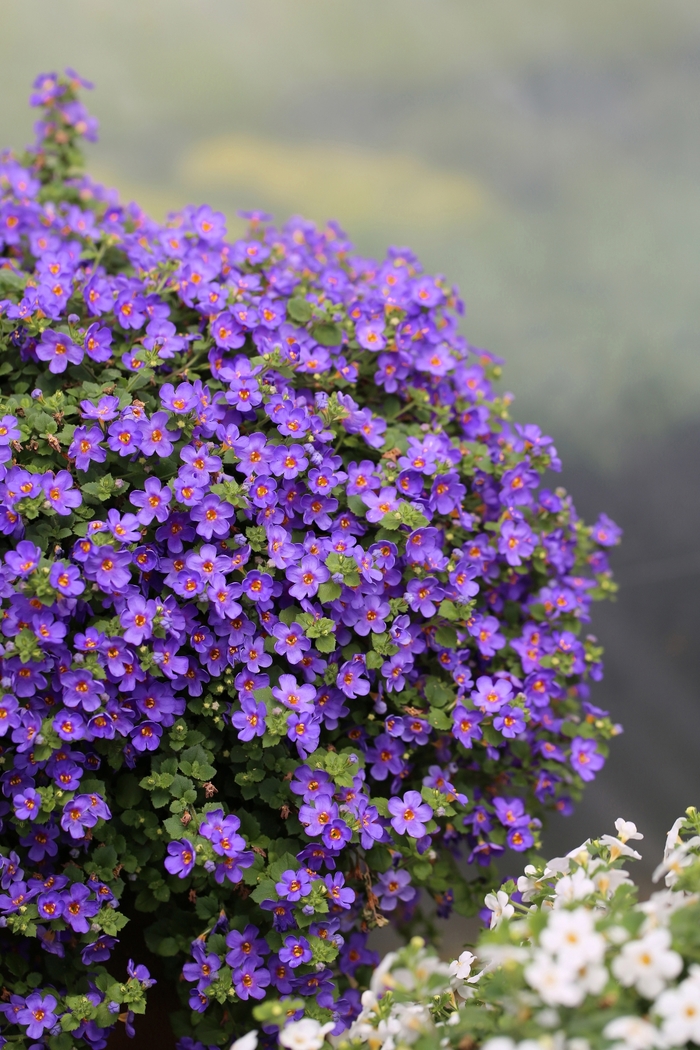 Blue | Bacopa | Jim Whiting Nursery