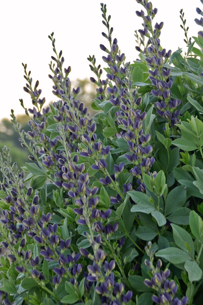 'Indigo Spires' False Indigo - Baptisia australis