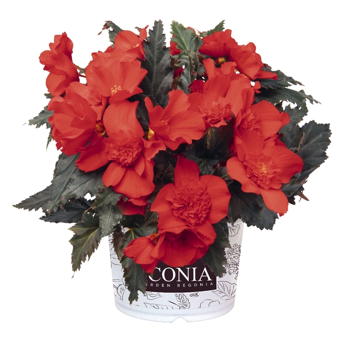 Begonia - Begonia boliviensis 'I'Conia'