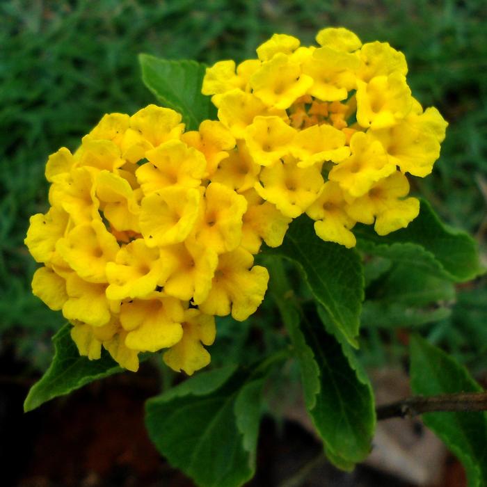 Lantana - Lantana Bandana Rose Lantana - Lantana Bandana Rose