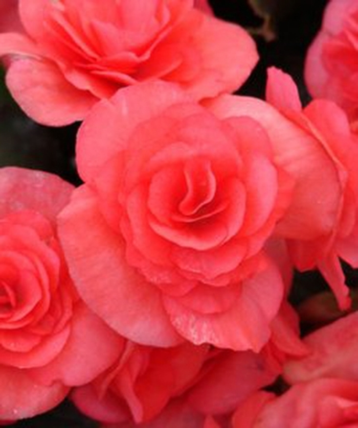 Solenia® Dark Pink - Begonia x hiemalis 