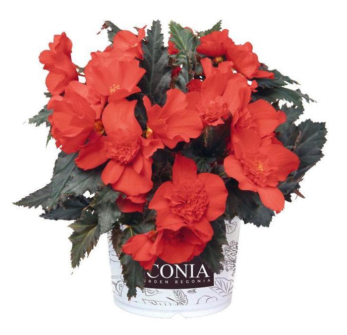Begonia - Begonia 'I'Conia Red'