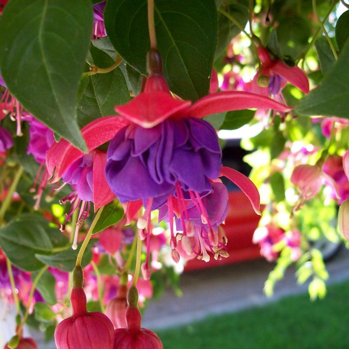 Fuchsia Various 'Blue Eyes' | Fuchsia | Jim Whiting Nursery