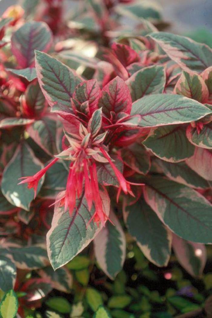 Fuchsia - Fuchsia Upright 'Firecracker' Fuchsia - Fuchsia Upright 'Firecracker'