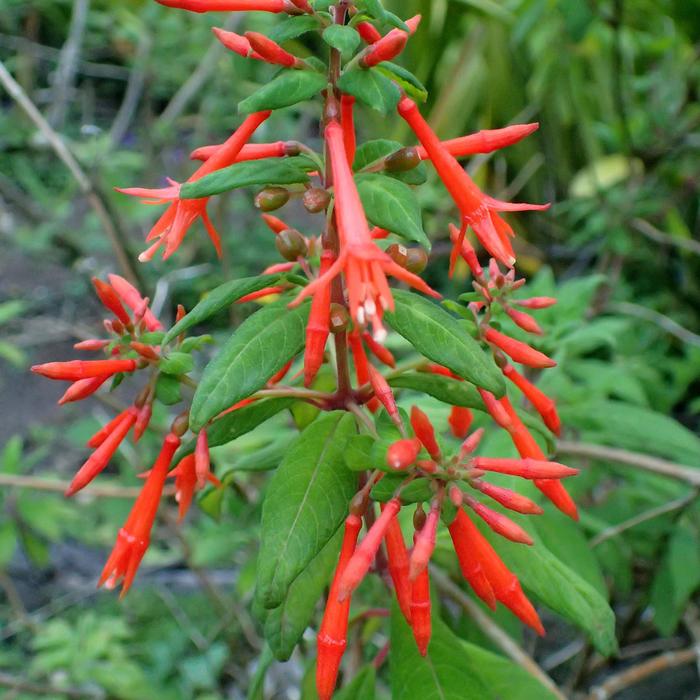 Fuchsia Upright 'Gartenmeister ' | Fuchsia | Jim Whiting Nursery