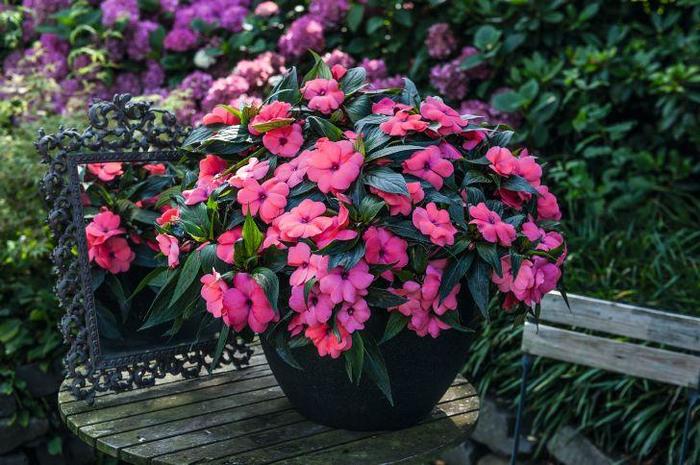 New Guinea Impatiens - Impatiens New Guinea 'Magnum Hot Pink' New Guinea Impatiens - Impatiens New Guinea 'Magnum Hot Pink'