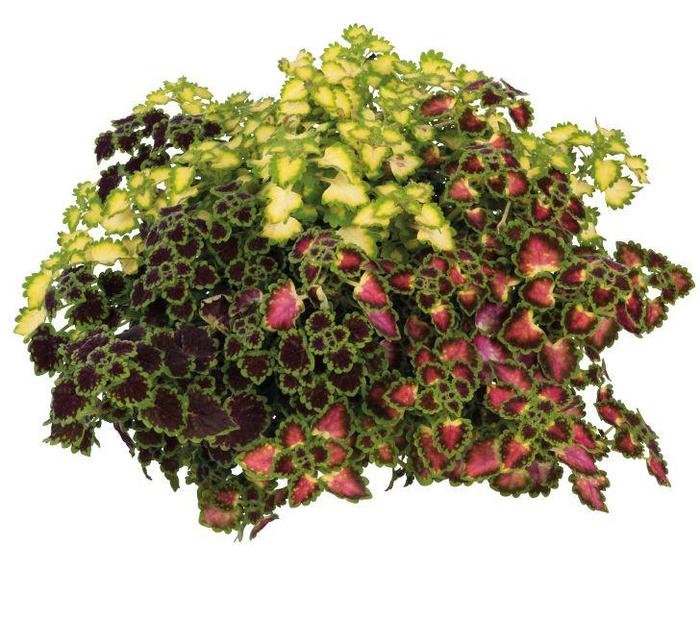 Coleus - Coleus 'Great Falls' Coleus - Coleus 'Great Falls'