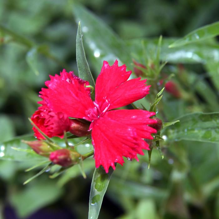 Dianthus Kahori Scarlet | Pinks | Jim Whiting Nursery