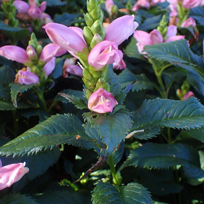 Turtlehead - Chelone obliqua 'Tiny Tortuga' Turtlehead - Chelone obliqua 'Tiny Tortuga'