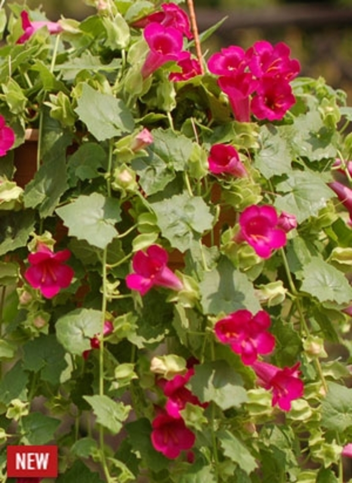 Lofos® Compact Rose - Lophospermum 'Compact Rose' (Lophospermum)
