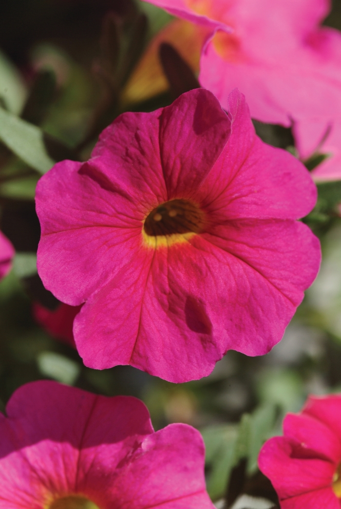 SuperCal® - Petchoa 'Neon Rose' SuperCal® - Petchoa 'Neon Rose'