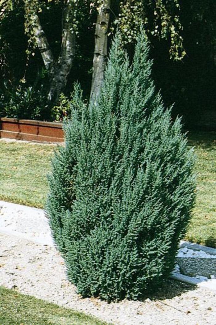 Blue Point Juniper - Juniperus chinensis 'Blue Point'