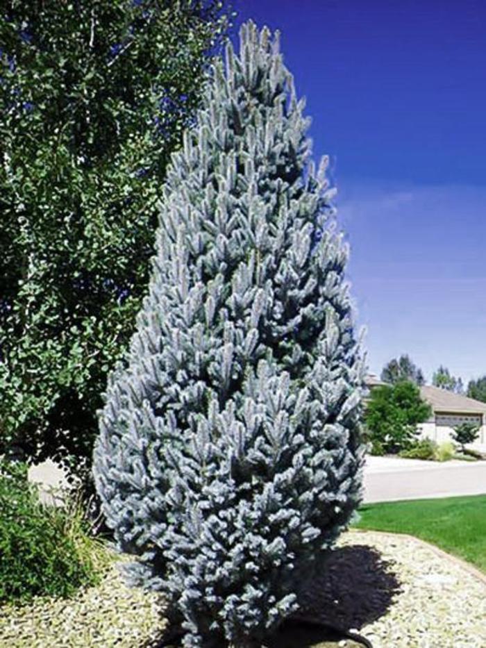 Columnar Colorado Blue Spruce - Picea pungens 'Iseli Fastigiate'