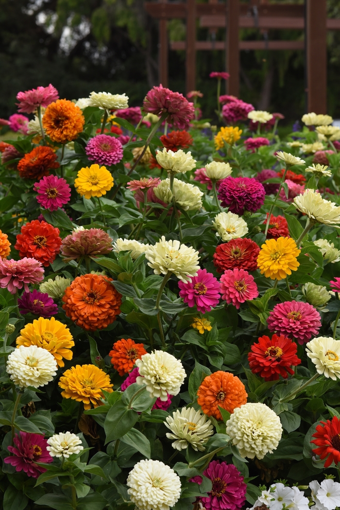 'State Fair Mix' - Zinnia elegans 'State Fair Mix' - Zinnia elegans
