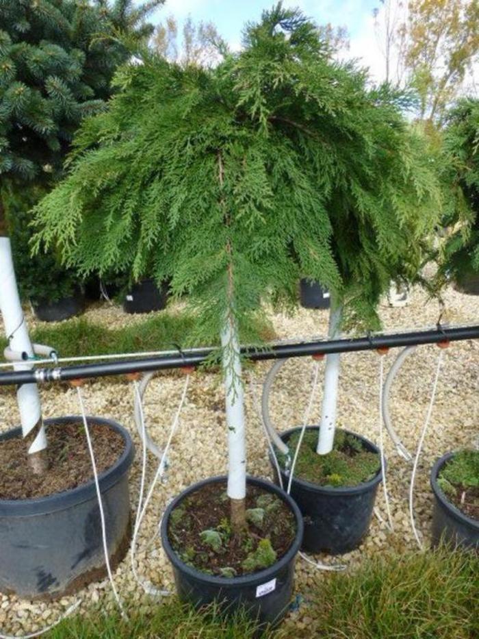 Russian Cypress On Strandard - Microbiota decussata Standard