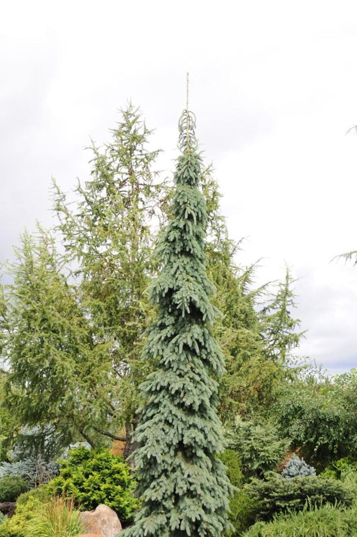 Weeping White Spruce - Picea glauca 'Pendula'