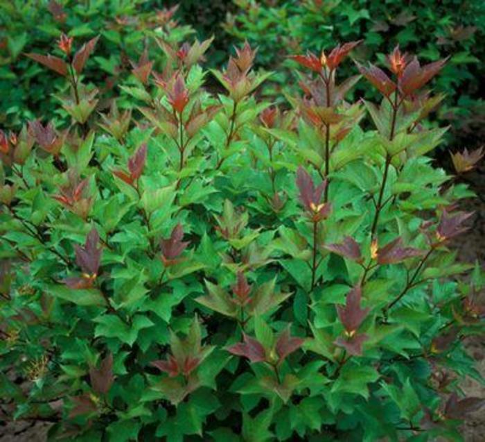 American Highbush Cranberry - Viburnum trilobum
