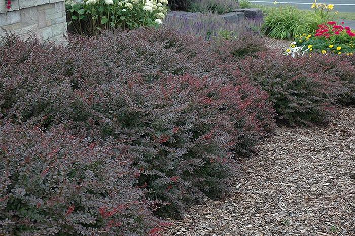 Crimson Pygmy Barberry - Berberis thunbergii Crimson Pygmy Barberry - Berberis thunbergii