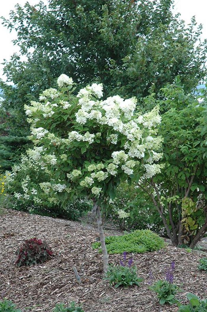 Pink Diamond Hydrangea Tree - Hydrangea paniculata ''Pink Diamond'' Tree form Pink Diamond Hydrangea Tree - Hydrangea paniculata ''Pink Diamond'' Tree form