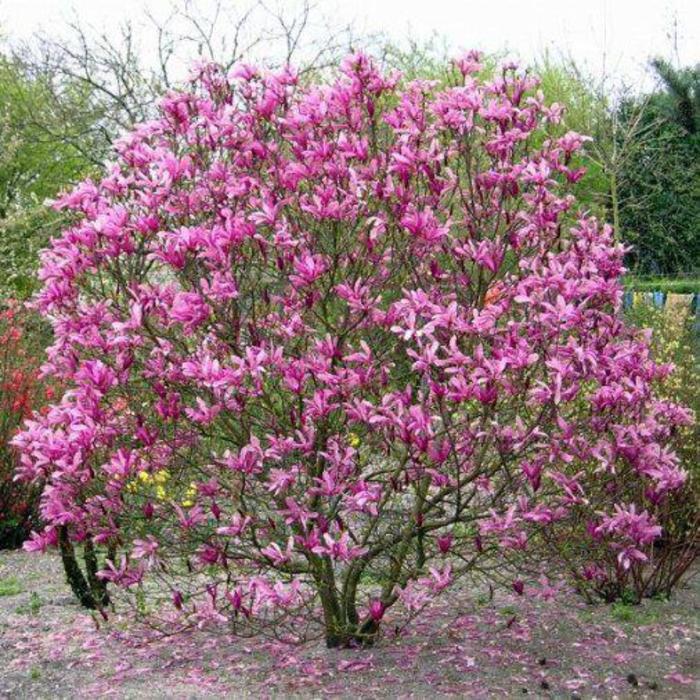 Susan Magnolia - Magnolia 'Susan' Susan Magnolia - Magnolia 'Susan'