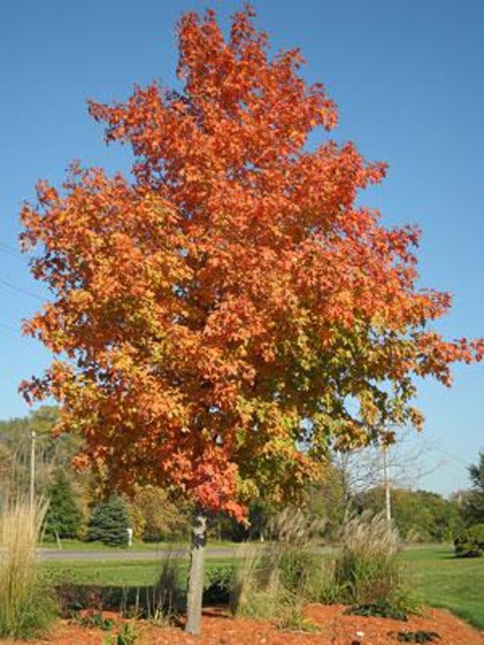 Fall Fiesta® Sugar Maple - Acer saccharum 'Bailsta'
