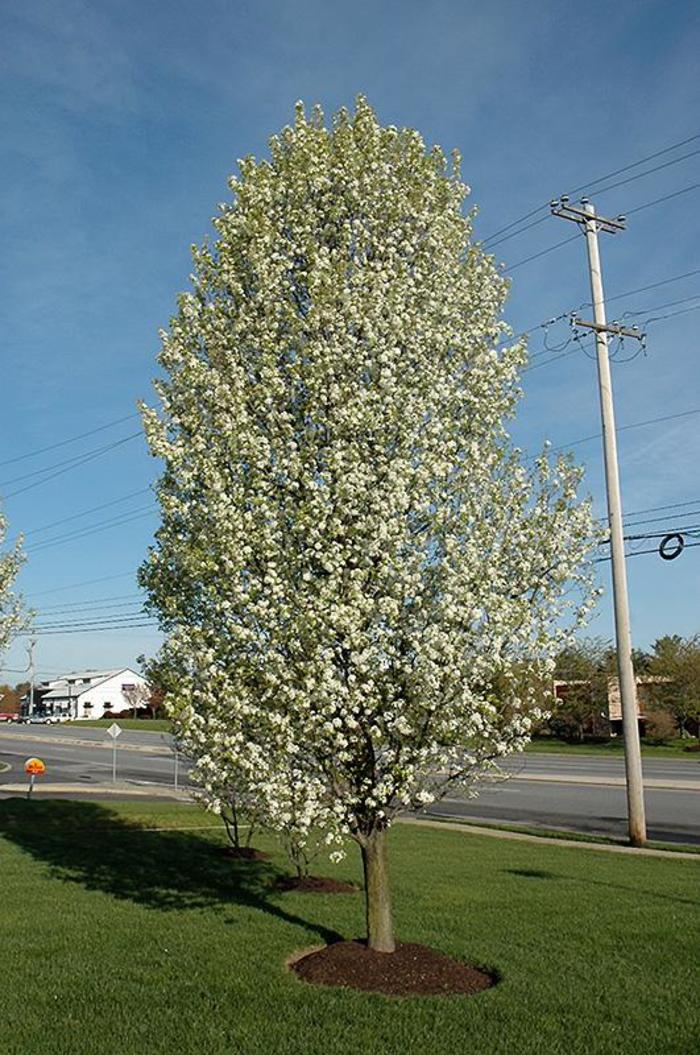 Cleveland Pear - Pyrus calleryana 'Cleveland Select'
