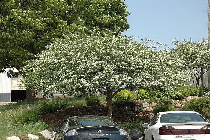 Crusader® Hawthorn - Crataegus crusgalli 'Cruzam' Crusader® Hawthorn - Crataegus crusgalli 'Cruzam'