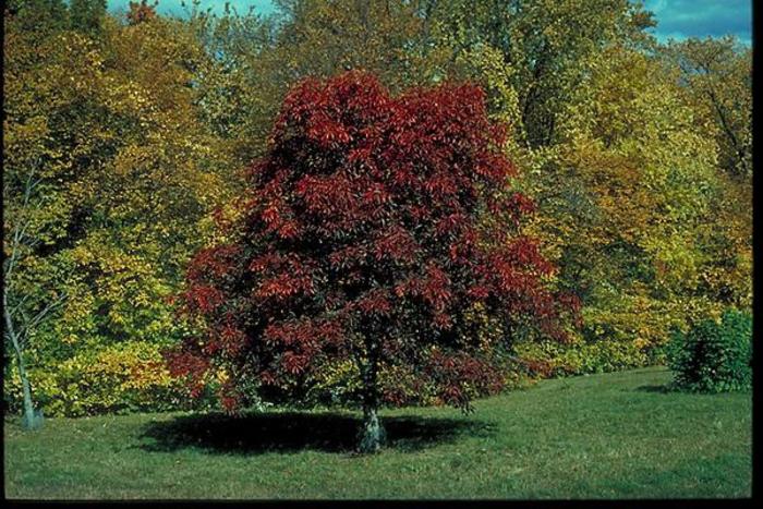 Autumn Splendor Buckeye - Aesculus x arnoldiana 