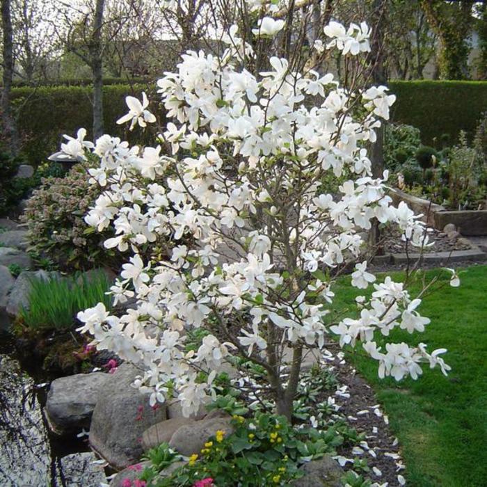 Merrill Magnolia - Magnolia x loebneri 'Merrill'