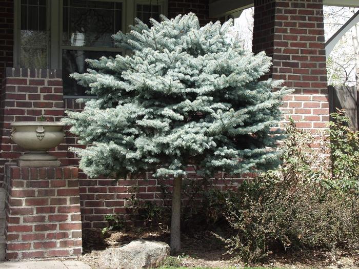 Globe Blue Spruce on Standard - Picea pungens 'Globosa 