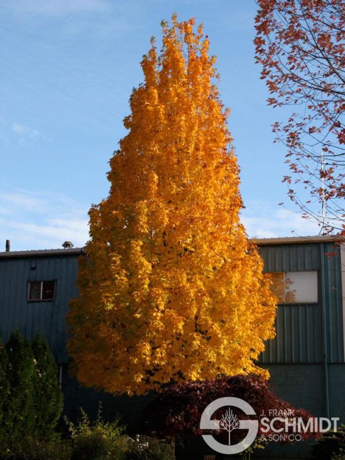 Apollo Sugar Maple - Acer saccharum 'Barrett Cole' Apollo Sugar Maple - Acer saccharum 'Barrett Cole'