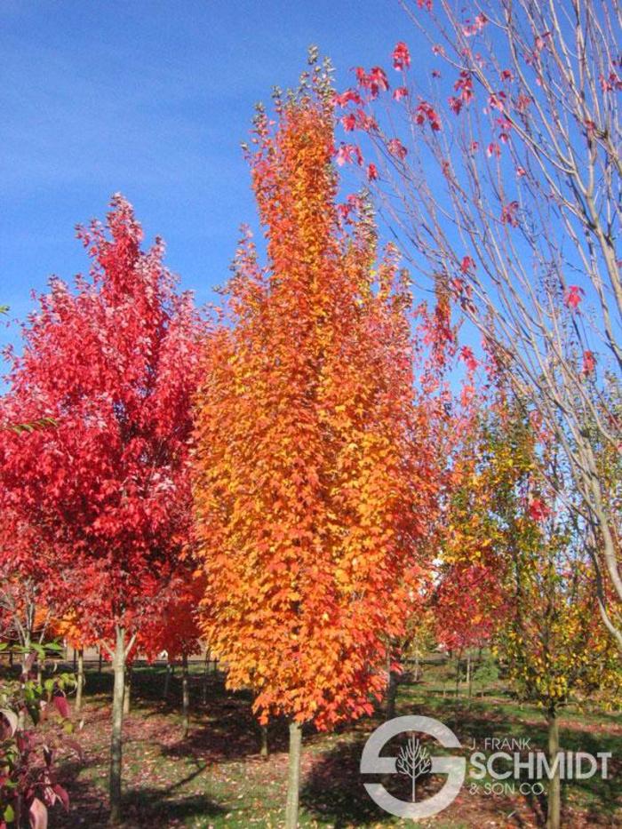 Armstrong Gold Red Maple - Acer rubrum 'JFS-KW78 