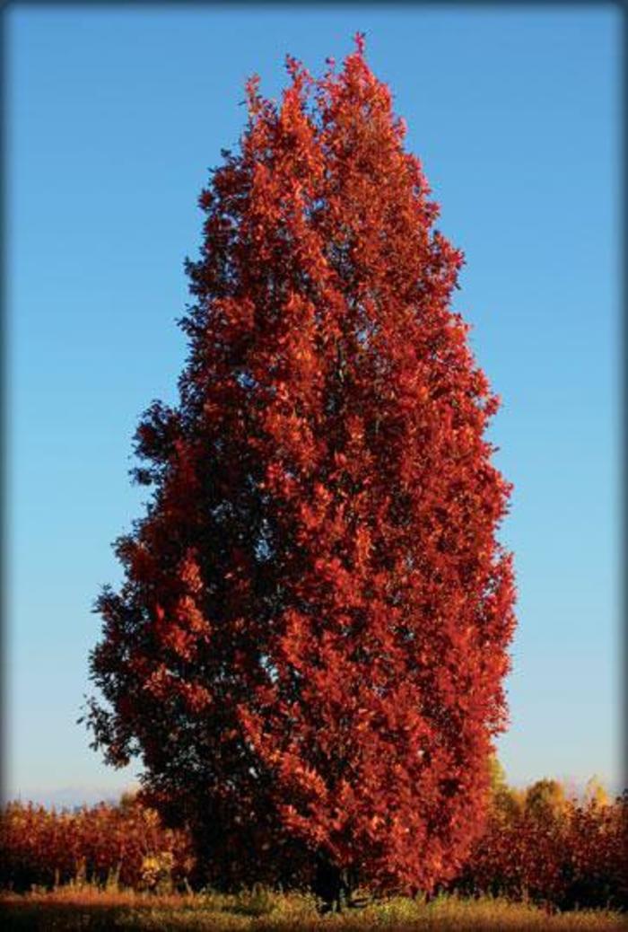 Crimson Spire Oak - Quercus 'Crimson Spire' Crimson Spire Oak - Quercus 'Crimson Spire'