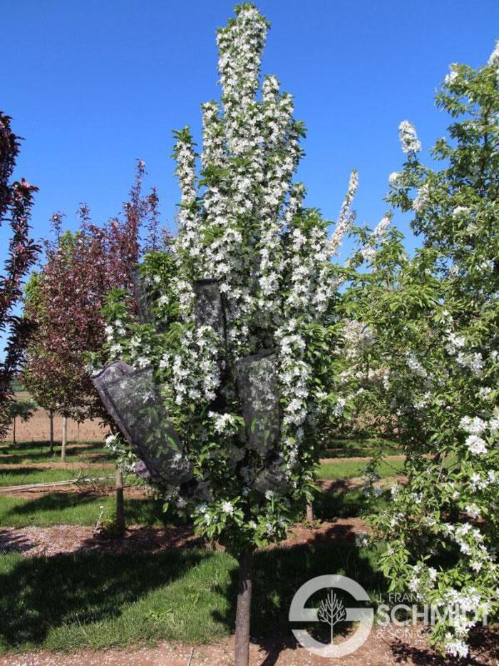 Ivory Spear™ Crabapple - Malus 'JFS KW214MX' P.A.F. Ivory Spear™ Crabapple - Malus 'JFS KW214MX' P.A.F.