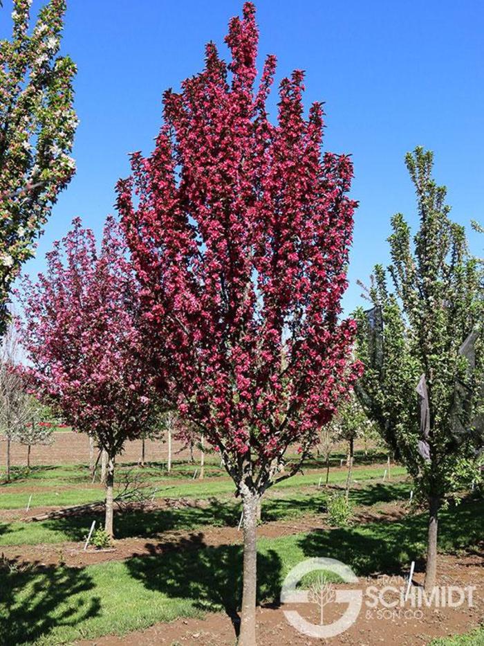 Raspberry Spear™ Crabapple - Malus 'JFS KW213MX' P.A.F Raspberry Spear™ Crabapple - Malus 'JFS KW213MX' P.A.F
