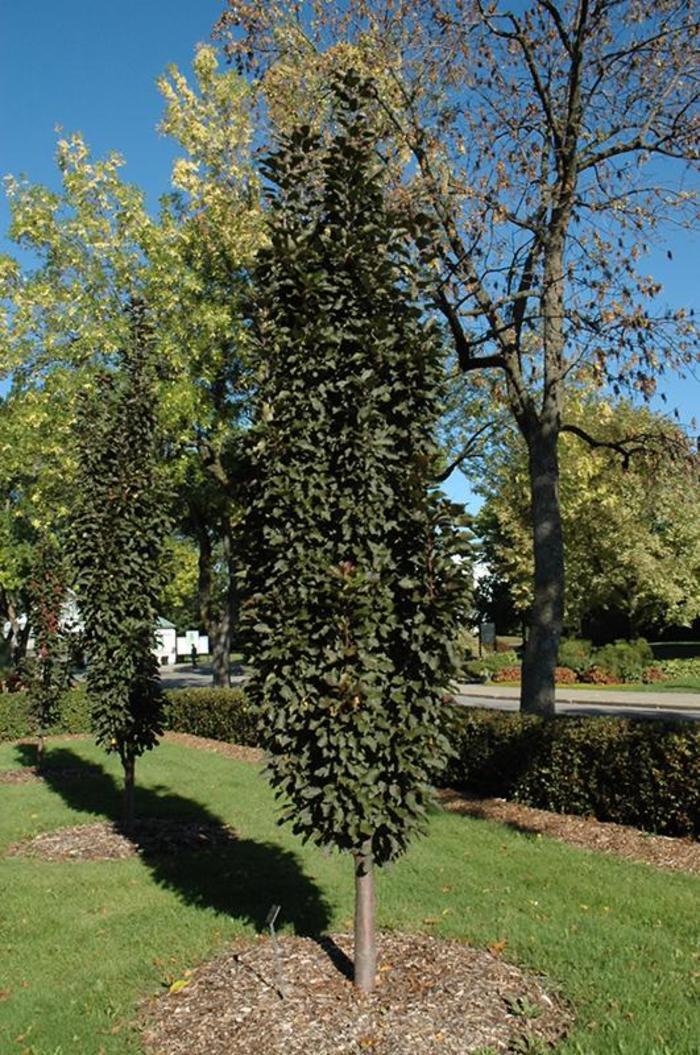 Purple Spire Columnar Crabapple - Malus 'Jefspire Purple Spire Columnar Crabapple - Malus 'Jefspire